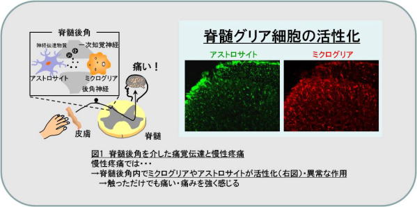 研究概要 - 広島大学大学院・医歯薬保健学研究科・薬効解析科学